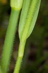 Hairyflower spiderwort